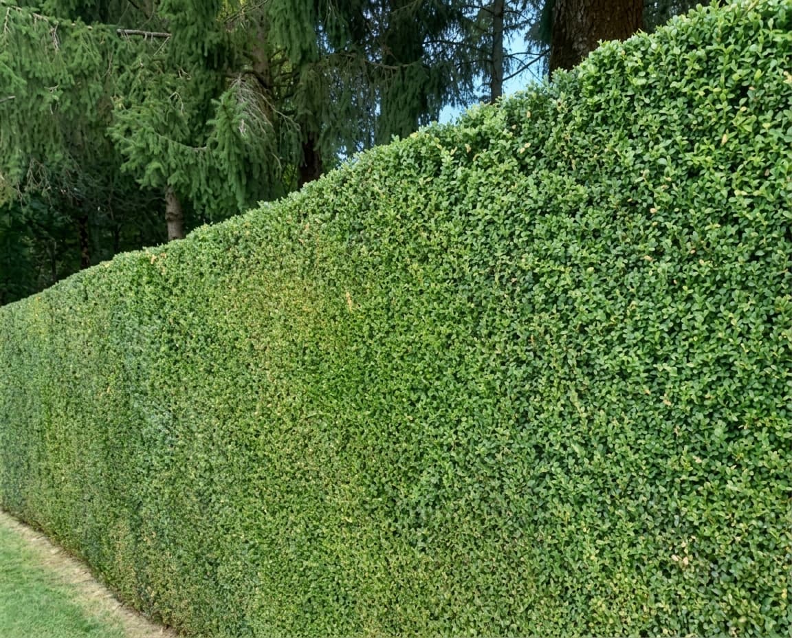 Une haute haie verte soigneusement entretenue bordant un jardin avec des sapins en arrière-plan.