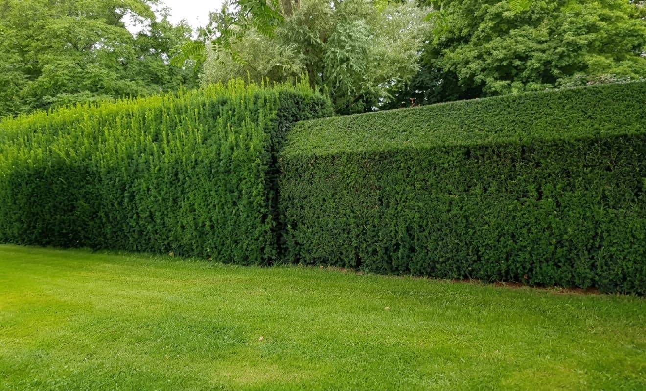 Haie verte dense avec une section taillée et une section plus haute bordant une pelouse.