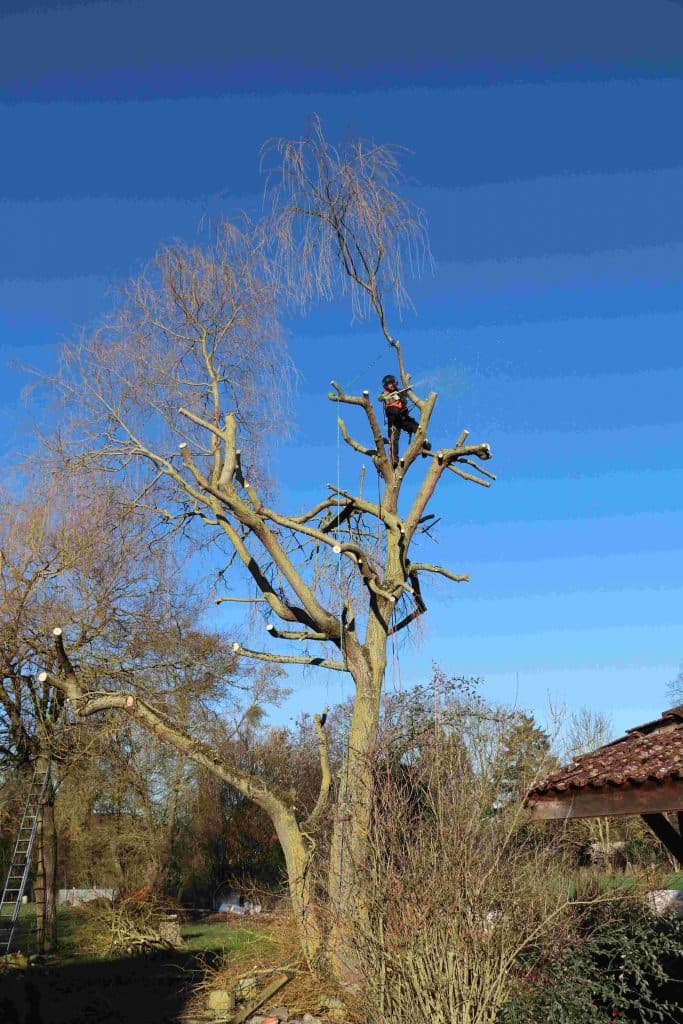 Arboriste professionnel élaguant un grand arbre à la tronçonneuse sous un ciel bleu.