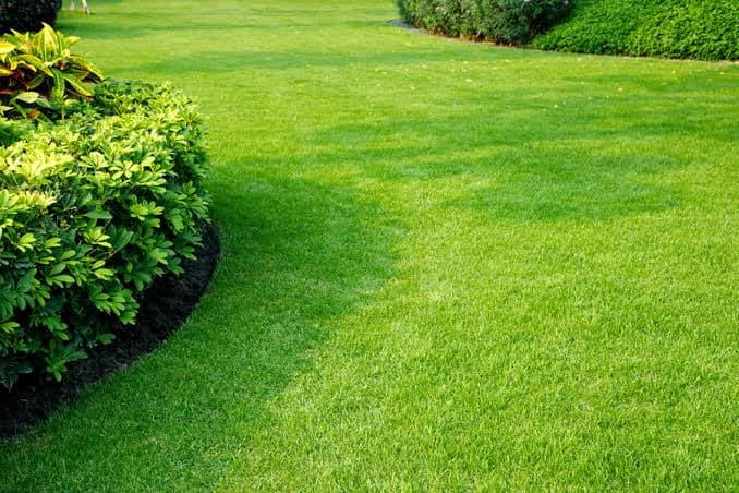 Pelouse verte impeccable bordée de buissons luxuriants dans un jardin ensoleillé et bien entretenu.