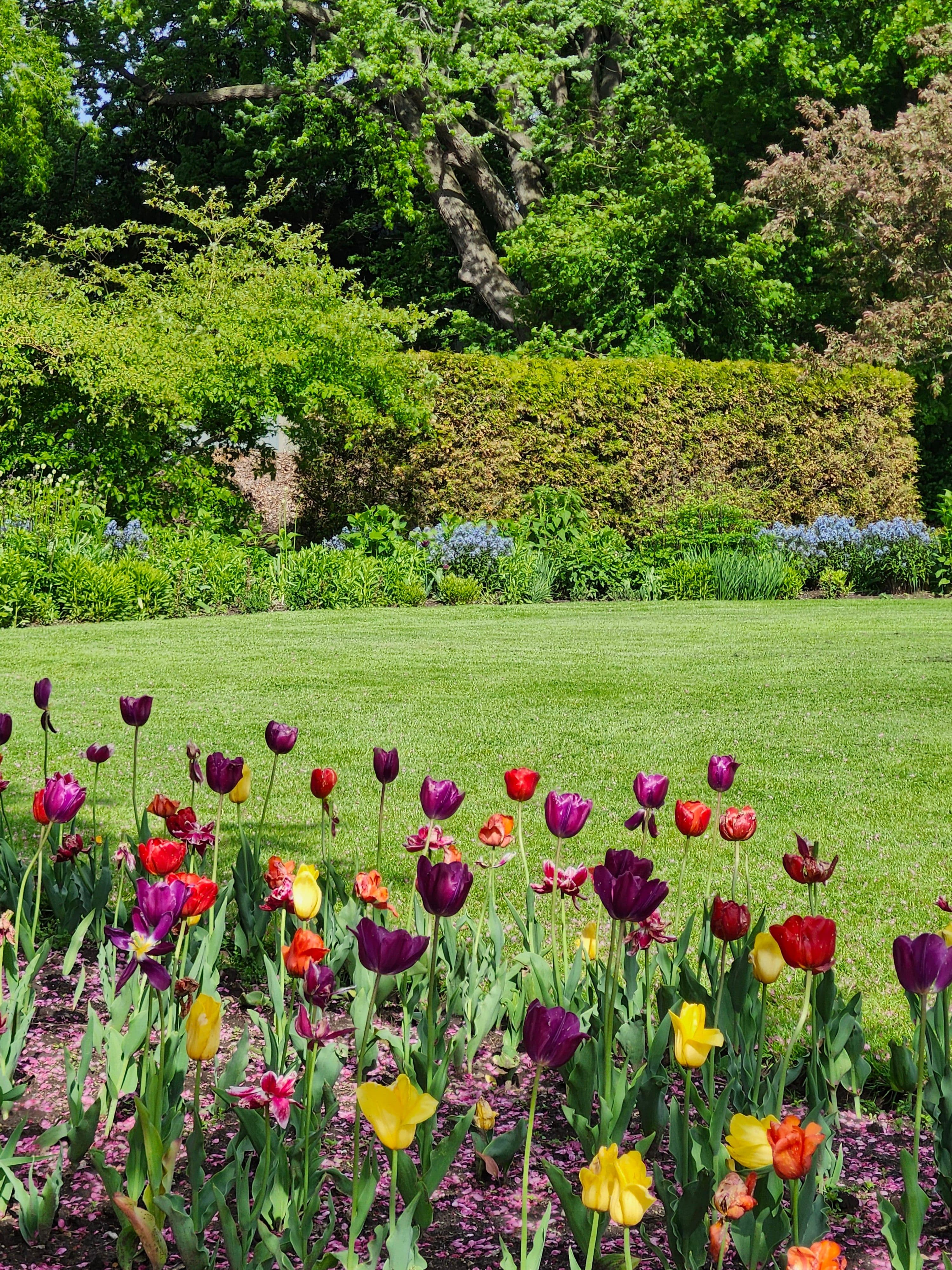 Tulipes multicolores devant une pelouse verte avec des arbres et une haie en arrière-plan.
